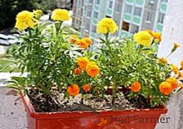 Značajke njege za marigolds kada raste na balkonu