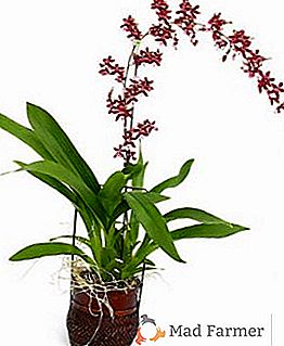 Vlastnosti péče o orchideje oncidium doma