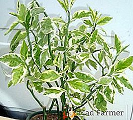 Vlastnosti starostlivosti o pedalanthus doma