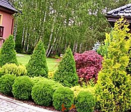 Caratteristiche di una scelta di arbusti decorativi per una residenza estiva: una foto e il nome delle piante per la periferia di Mosca