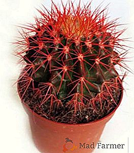 Vlastnosti rostoucího červeného echinocactus Freesia