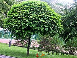 Charakteristika kultivace stromu catalpa: výsadba a péče