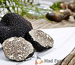 Caractéristiques de la culture des truffes noires