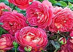 Vlastnosti rastúcej anglické ruže vo vašej záhrade, ako pestovať a starať o ruže Austin