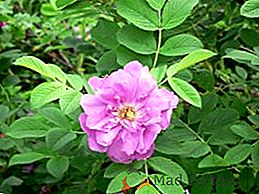 Características de rosas em crescimento (rosa mosqueta) enrugadas, plantio e cuidado no jardim