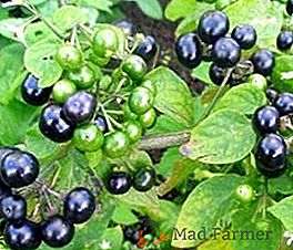 Características de la siembra y el cultivo de sanberry