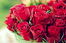 Características de plantio e cuidado das rosas holandesas