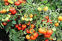 Funkcje leczenia i zapobiegania pomidorom cladosporium