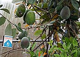 Feijoa: Est-il possible de cultiver un fruit exotique en pleine terre?