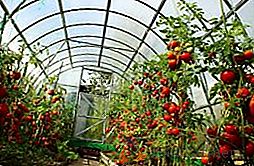 Торове за домати в оранжерията: по време на засаждане и след засаждане