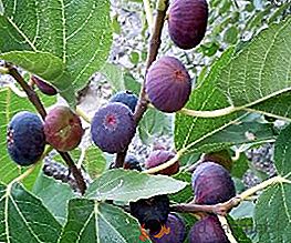 Figový strom nebo fig: rostoucí venku