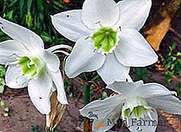 Flower eucharis: oskrba, presajanje in razmnoževanje doma