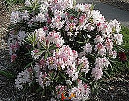 Rhododendron de jardin: croissant à Moscou et dans la région de Leningrad