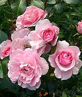 Suavemente rosa "Bonica" no jardim