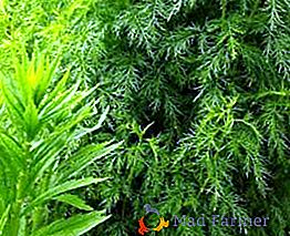 L'arbre de Dieu: caractéristiques de la plantation et de l'entretien de l'armoise d'Artemisia