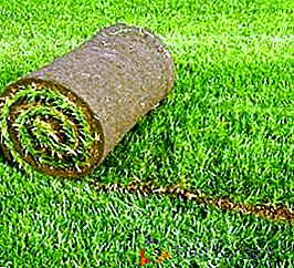 Herbe pour la pelouse, remplaçant les mauvaises herbes. Mythe ou réalité?