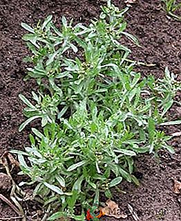 Трева трева (cudweed): полезни свойства, индикации и противопоказания