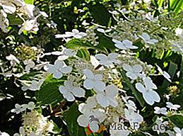 Cultivo de petiolato de hortensia: plantación y cuidado en el jardín