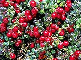 Cranberries crescentes do jardim