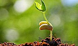Reguladores de crecimiento para plántulas (tomates, pimientos, pepinos, uvas): descripción y características