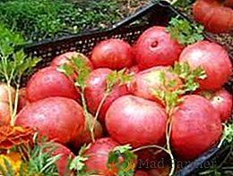 Урожай і смак: помідори сорту "Корніївський"