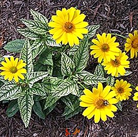 Heliopsis "Lorain Sunshine": plantación y cuidado