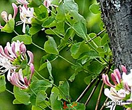 Madressilva caprylic (cabra, perfumado): crescendo no jardim