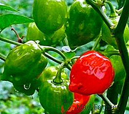 Vroči poper "Habanero": osnovne značilnosti in pravila za gojenje paprike