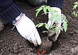 Comment et quand planter des semis de tomate en pleine terre