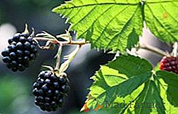 Come e se piantare un blackberry in autunno?