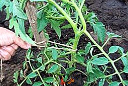 Cómo y por qué atar un tomate en un invernadero hecho de policarbonato