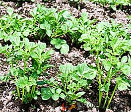 Como corretamente e quando aplicar herbicidas de ervas daninhas para batatas