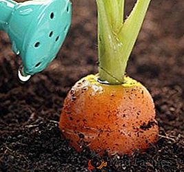 Comment correctement arroser les carottes dans le sol ouvert