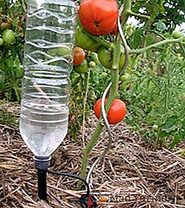 Колко често да водата домати в оранжерия за добра реколта