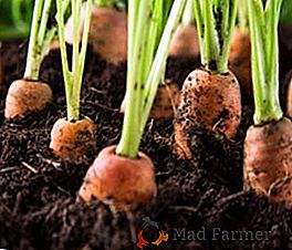 Колко бързо се появява моркови след засаждане: фактори, които влияят върху появата на бързи разсад