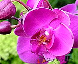 Como aplicar a pasta citocinina para a reprodução de orquídeas