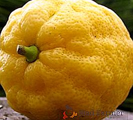 Kako skrbeti za citron doma