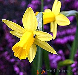 Kako se brinuti za daffodils nakon cvatnje