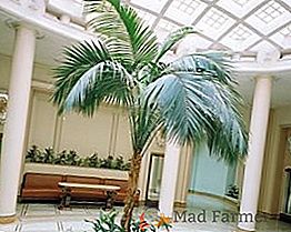 Kako se brinuti za Forsterov hobi: uzgajanje palmi