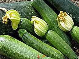 Kako izbrati zucchini semena za sajenje v koči