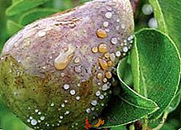 Як вилікувати бактеріальний опік груші, поради садівникам