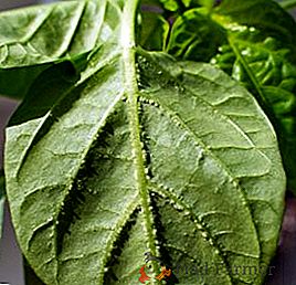 Como curar folhas de pimenta doce do edema: as causas do aparecimento da doença