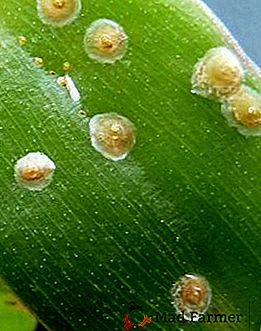Comment faire face à la plaque sur les plantes d'intérieur