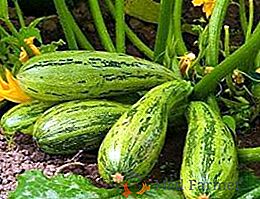 Come combattere efficacemente parassiti e malattie zucchine