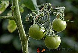 Ako kŕmiť paradajky počas plodu?