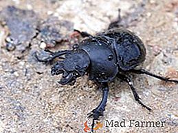 Comment se débarrasser et ce qui est dangereux beetle strikun dans le pays