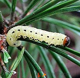 Jak pozbyć się pine sawfly: główne typy i środki walki