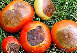 Ako sa zbaviť hornej hniloby paradajok