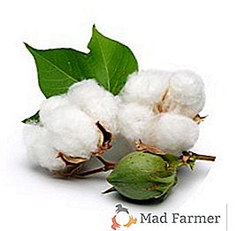 Ako pestovať bavlnu