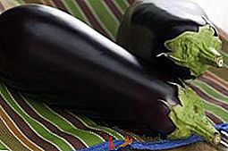 Comment faire pousser les variétés d'aubergines "Valentina F1" dans le pays